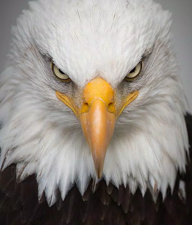 Top 48+ imagen fondos de pantalla aguilas 3d Top 48+ imagen fondos de pantalla aguilas 3d