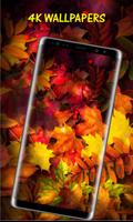 Autumn Leaves HD Wallpapers Affiche