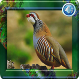 Partridge sound icon