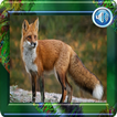 Fox sound