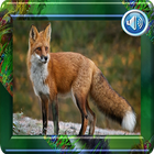 Fox sound icon