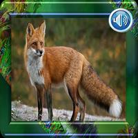 Fox sound screenshot 1