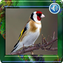 صوت الحسون APK