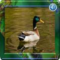 canard sonore