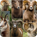 Goat Wallpapers