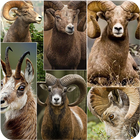 Goat Wallpapers آئیکن