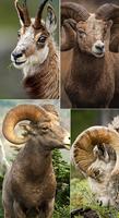 Goat Wallpapers پوسٹر