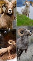 Goat Wallpapers اسکرین شاٹ 1