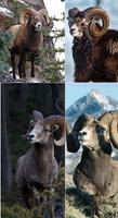 Goat Wallpapers اسکرین شاٹ 3