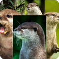 Otter Wallpaper
