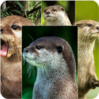 Otter Wallpaper ikona