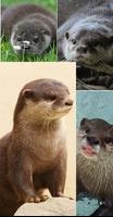 Otter Wallpaper screenshot 2