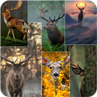 Deer Wallpapers 4K আইকন