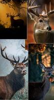 Deer Wallpapers 4K স্ক্রিনশট 1