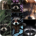 Raccoon Wallpapers