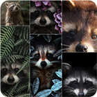 Raccoon Wallpapers أيقونة