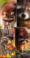 Raccoon Wallpapers تصوير الشاشة 2