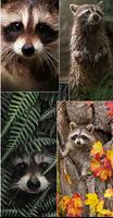 Raccoon Wallpapers تصوير الشاشة 3