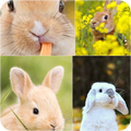 Rabbit Wallpapers