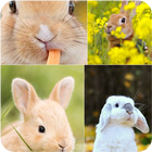 Rabbit Wallpapers-icoon