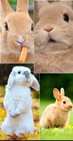 Rabbit Wallpapers screenshot 1