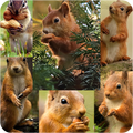 Squirrel wallpapers