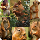 Squirrel wallpapers アイコン
