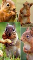 Squirrel wallpapers スクリーンショット 1