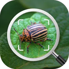 Insect identification: Bug identifier - Bug finder XAPK 下載