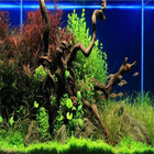 aquarium decorations আইকন