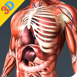 Human Anatomy And Physiology icône