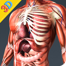 Human Anatomy And Physiology APK