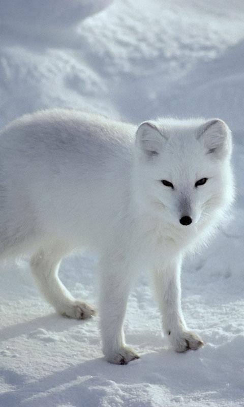 Arctic Fox Wallpaper For Android Apk Download Arctic Fox Wallpaper For Android Apk Download