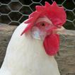 Sonidos Pollo