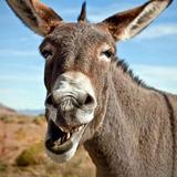 Donkey Sounds-icoon