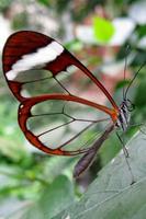 Butterfly Wallpapers screenshot 2