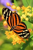 Butterfly Wallpapers screenshot 3