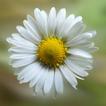 Daisy Wallpapers