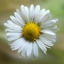 Daisy Wallpapers APK