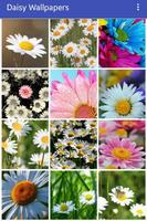 Daisy Wallpapers screenshot 1