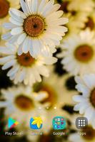 Daisy Wallpapers screenshot 3