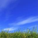 Field Wallpapers APK