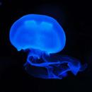 Jellyfish Wallpapers APK