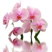 Orchid Wallpapers