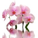 Orchid Wallpapers APK