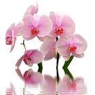 Orchid Wallpapers-icoon