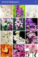 Orchid Wallpapers Affiche