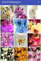 Orchid Wallpapers 截图 1