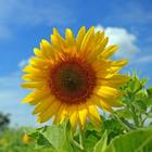 Sunflower wallpapers icon