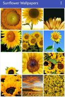 Sunflower wallpapers poster